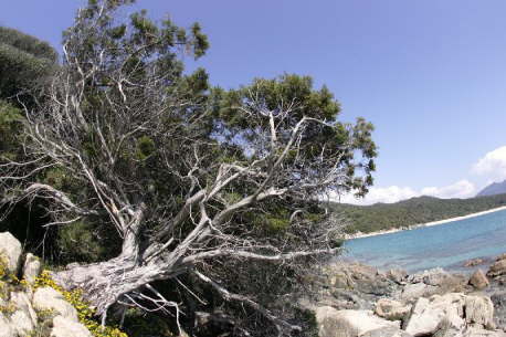 Korsika200639